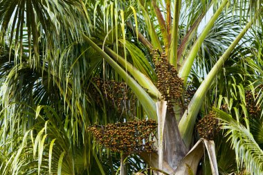 Euterpe Oleracea Tree With Seeds clipart