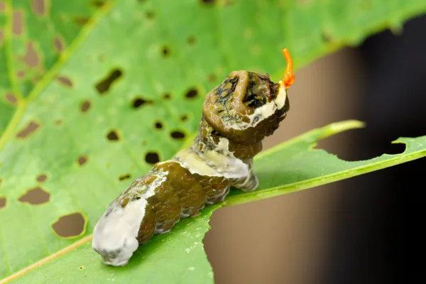 올빼미 나비 — 스톡 사진