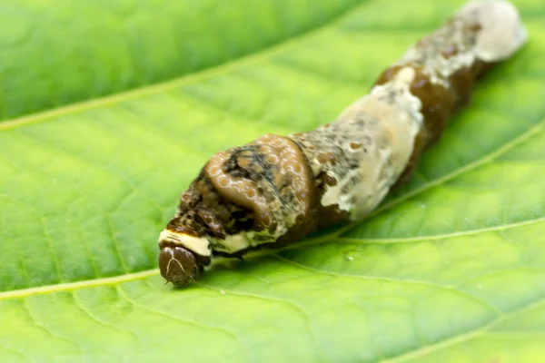 Coruja Borboletas Larva — Fotografia de Stock