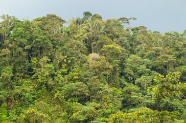 Dense Tropical Forest In Ecuadorian Amazonia clipart