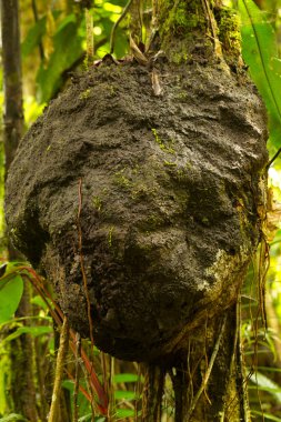 Termitaria In Amazonia