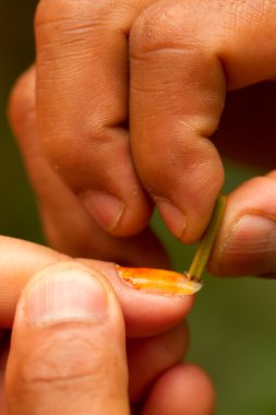 Natural Fingernail Polish