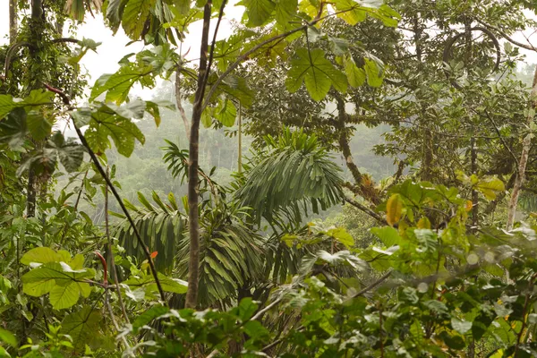 ジャングル フレーム — ストック写真