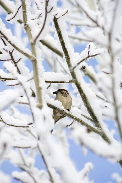 stock image Bird on a tree branch