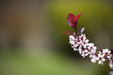 makro çekim çiçek açması kiraz ağacı