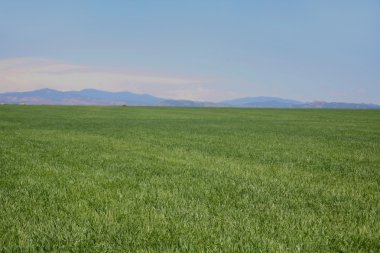 dağlara bakan yeşil mera