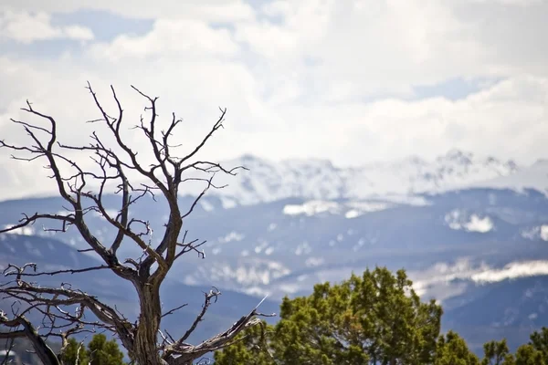 Dead tree overlooking a majestic mountain range — Stock Photo, Image