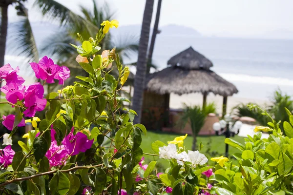Květiny s výhledem na tropickou mexické cabana — Stock fotografie