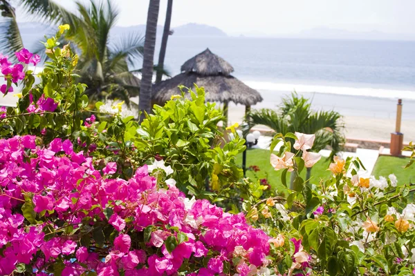 花、熱帯メキシコ カバナを見下ろす — ストック写真