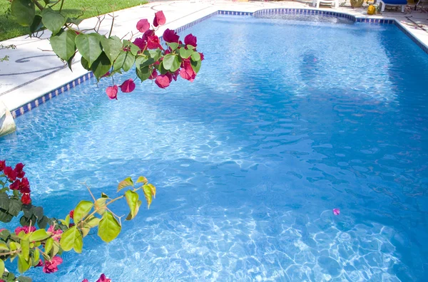 Bellissimi fiori bougainvillea a bordo piscina — Foto Stock