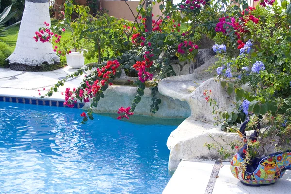 Hermosas flores de buganvillas junto a una piscina — Foto de Stock