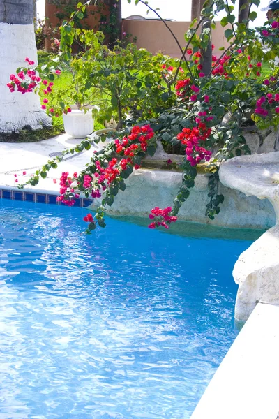 Hermosas flores de buganvillas junto a una piscina — Foto de Stock