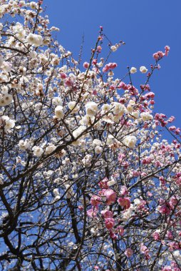 Blossom ağaç