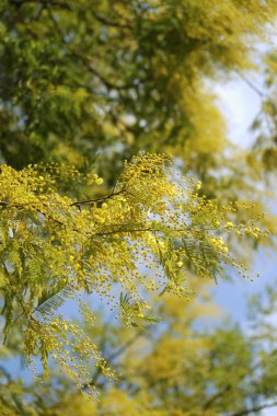 Blossom Mimoza ağaç