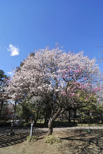 Kwiat drzewa pionowe — Zdjęcie stockowe