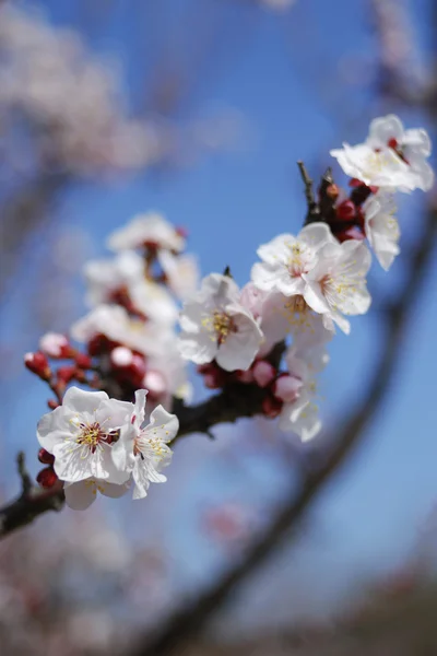 Cerezo de flor —  Fotos de Stock