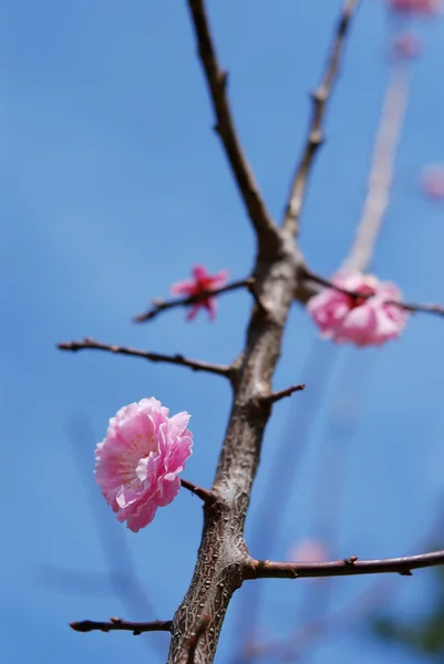 Blütenpflaumenzweig — Stockfoto