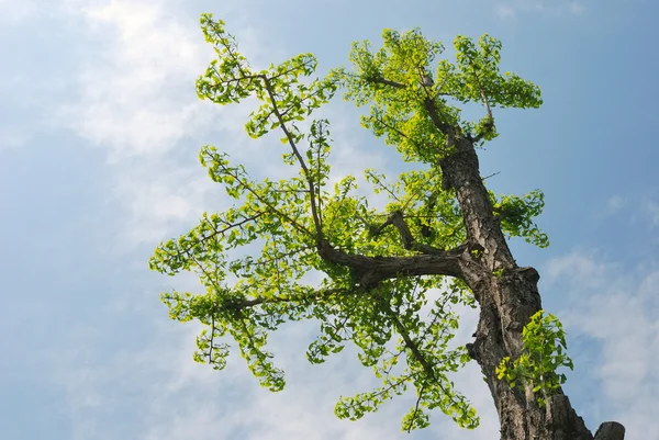 Δέντρο Ginkgo — Φωτογραφία Αρχείου