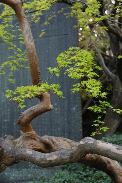 stock image Zen maple