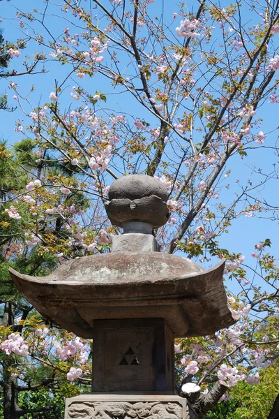 Primavera in Giappone — Foto Stock