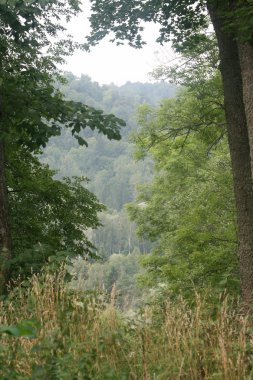 Forest hills üzerinde ağaçların arasından göster