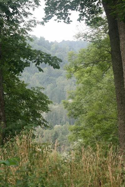 Вид на лес сквозь деревья — стоковое фото