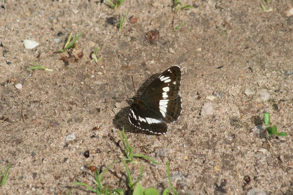Mariposa blanca y negra en el camino — Foto de Stock