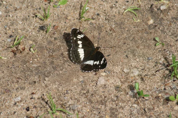 stock image Black and white butterfly on the road