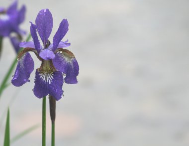 Violet iris flowers in rain in park clipart