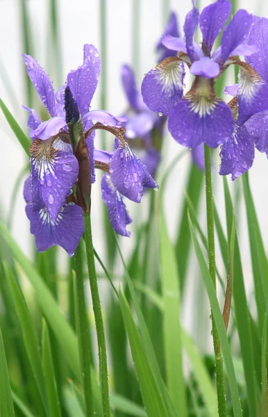 Flores de íris violeta na chuva no parque — Fotografia de Stock