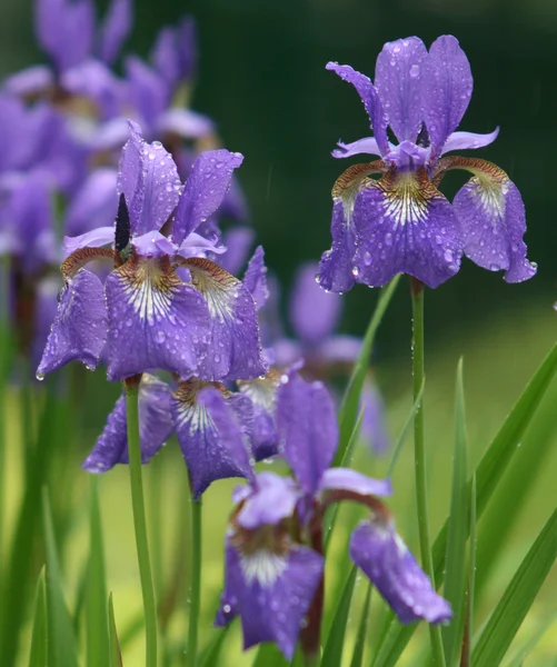 Flores de íris violeta na chuva no parque — Fotografia de Stock
