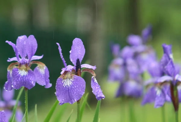 Violeta iris flores en la lluvia en el parque — Foto de Stock