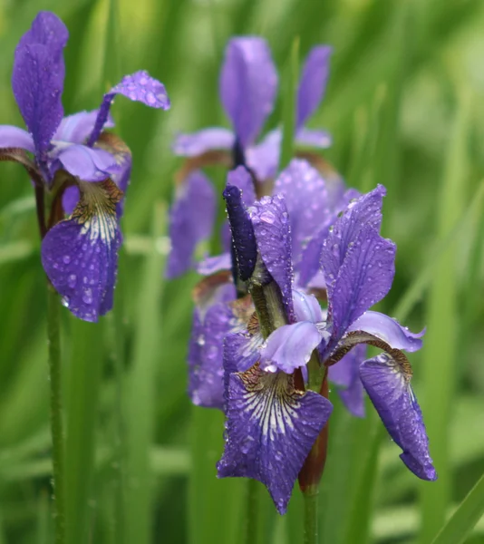 Violet iris flowers in rain in park — Stock Photo, Image