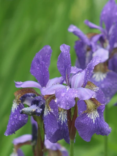 Violet iris flowers in rain in park — Stock Photo, Image