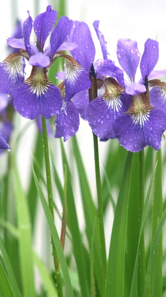 Violeta iris flores en la lluvia en el parque — Foto de Stock