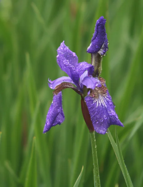 Violet szivárványhártya virágok esőben Park Jogdíjmentes Stock Fotók