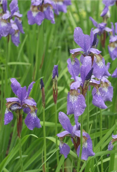 Violet iris bloemen in regen in park Stockfoto