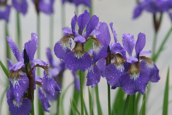 Flores de íris violeta na chuva no parque Imagens De Bancos De Imagens Sem Royalties