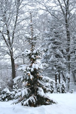 Noel ağacı karlı Park