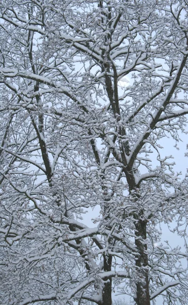 Vzor Větve Zimě — Stock fotografie