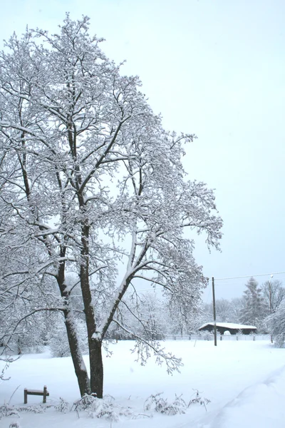 雪国の冬景色 — ストック写真
