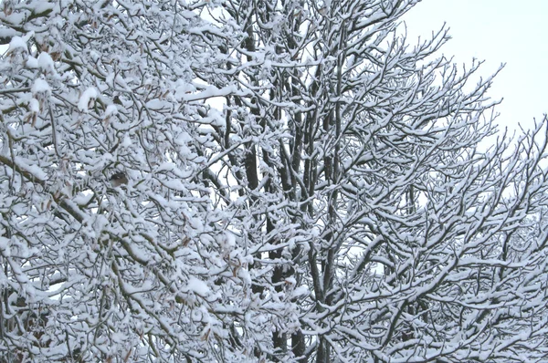 Kış desen — Stok fotoğraf