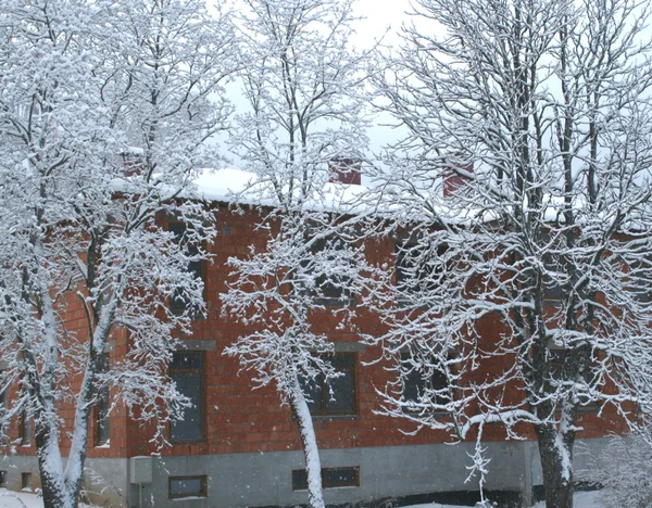 Снежные Деревья Перед Зданием Красного Кирпича — стоковое фото