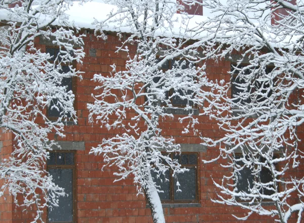 Kırmızı Tuğla Bina Önünde Karlı Ağaçlar — Stok fotoğraf