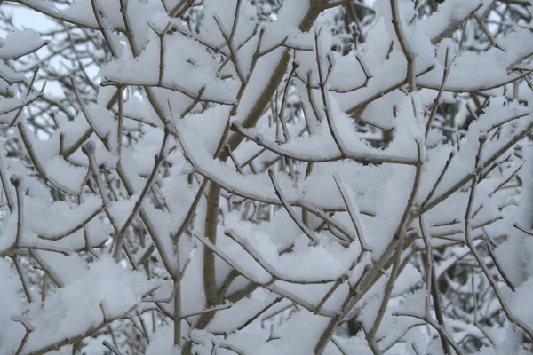Структура Ветвей Зимой — стоковое фото