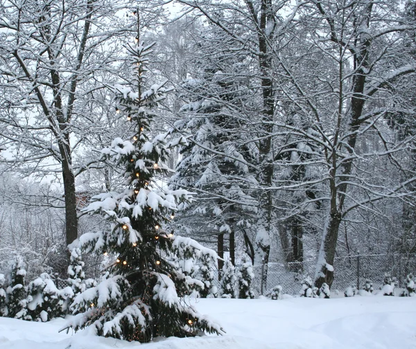 Kerstboom in besneeuwde park — Stockfoto