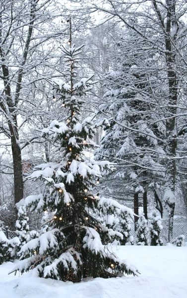 Рождественская елка в снежном парке — стоковое фото