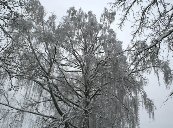 Geheimnisvoller Winterblick Mit Birke — Stockfoto