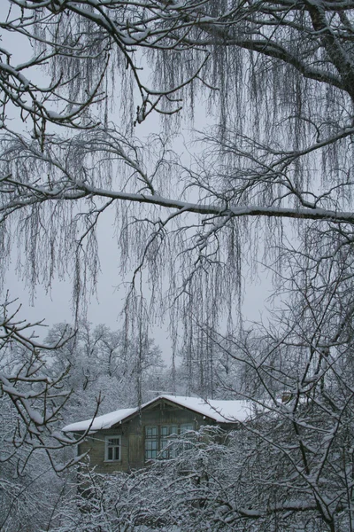 Tajemniczy zimowy widok z brzozy i drewniany dom — Zdjęcie stockowe