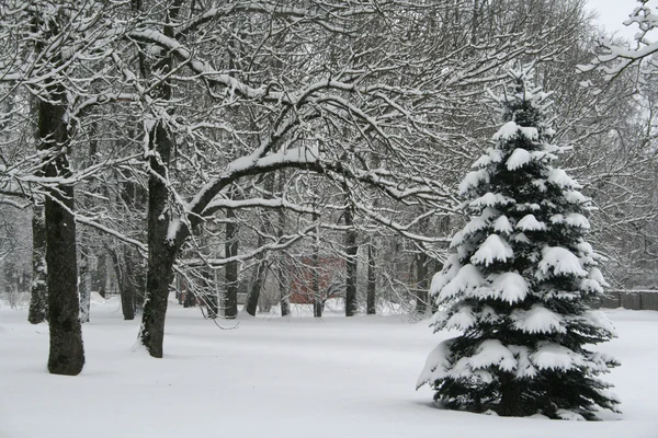 Πεύκο Στο Χιονισμένο Πάρκο Εικόνα Αρχείου